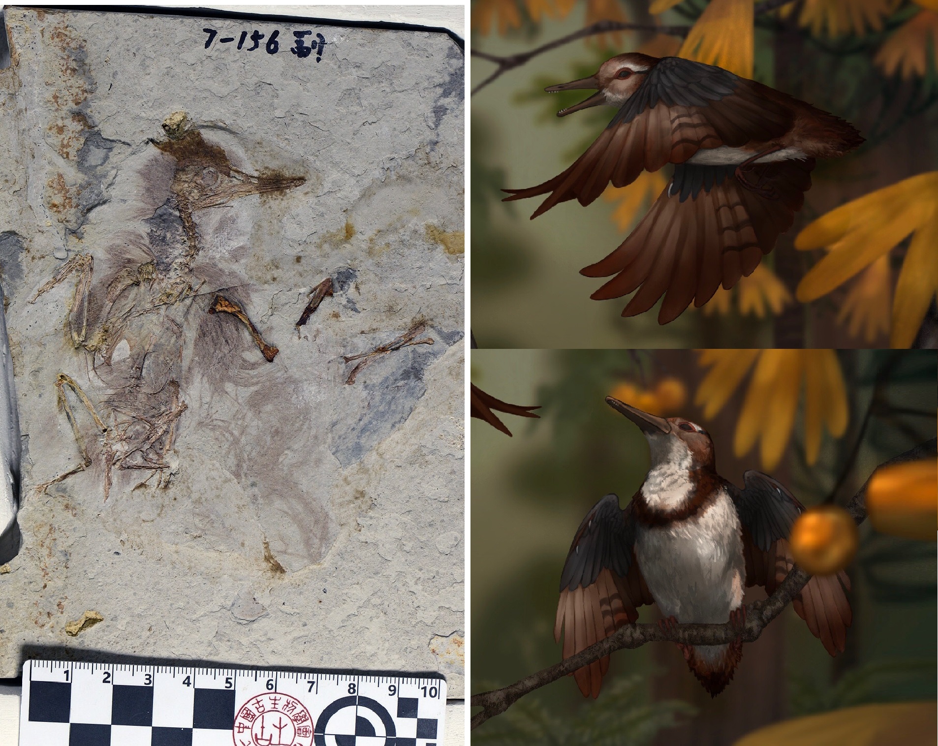 New Spesies  Burung Purba "Chromeornis funkyi" Bertubuh Mungil dengan Gastrolit Tidak Biasa dari Tiongkok