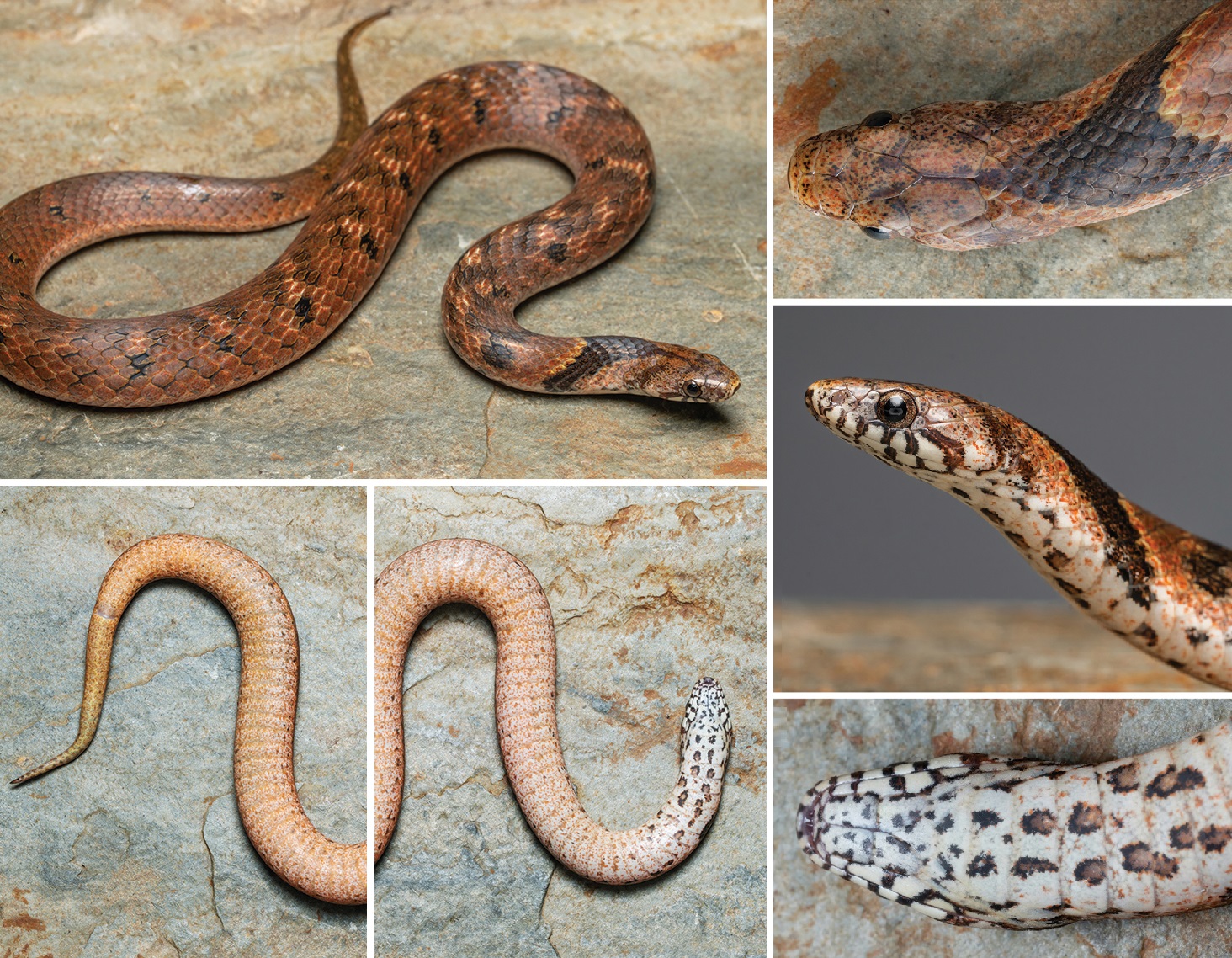 Spesies Ular Baru dari Tiongkok: Plagiopholis maculosa atau "Nanling Mountain Snake"