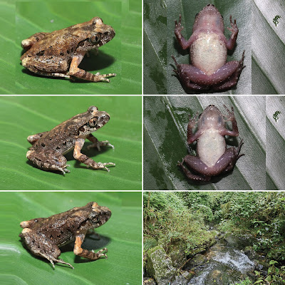 Newspecies Katak Serasah  Leptobrachella xinshaoensis,  dari Xinshao China