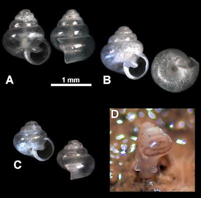 Siput Gua Baru dari Jepang, Cavernacmella dentata Miliki "Gigi" Unik yang Tak Dimiliki Kerabatnya