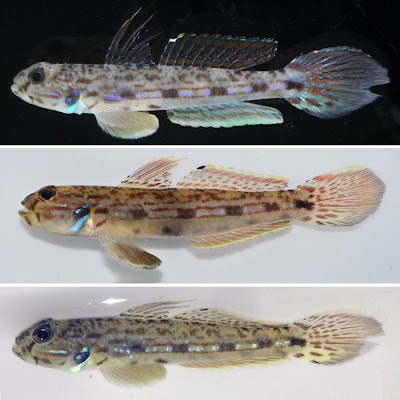 Revisi  Species Ikan Gobi "Acentrogobius nigromaculatus" 1 Abad salah identifikasi
