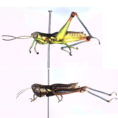 Penemuan Genus Belalang (Pulchricranae) Baru di Thailand