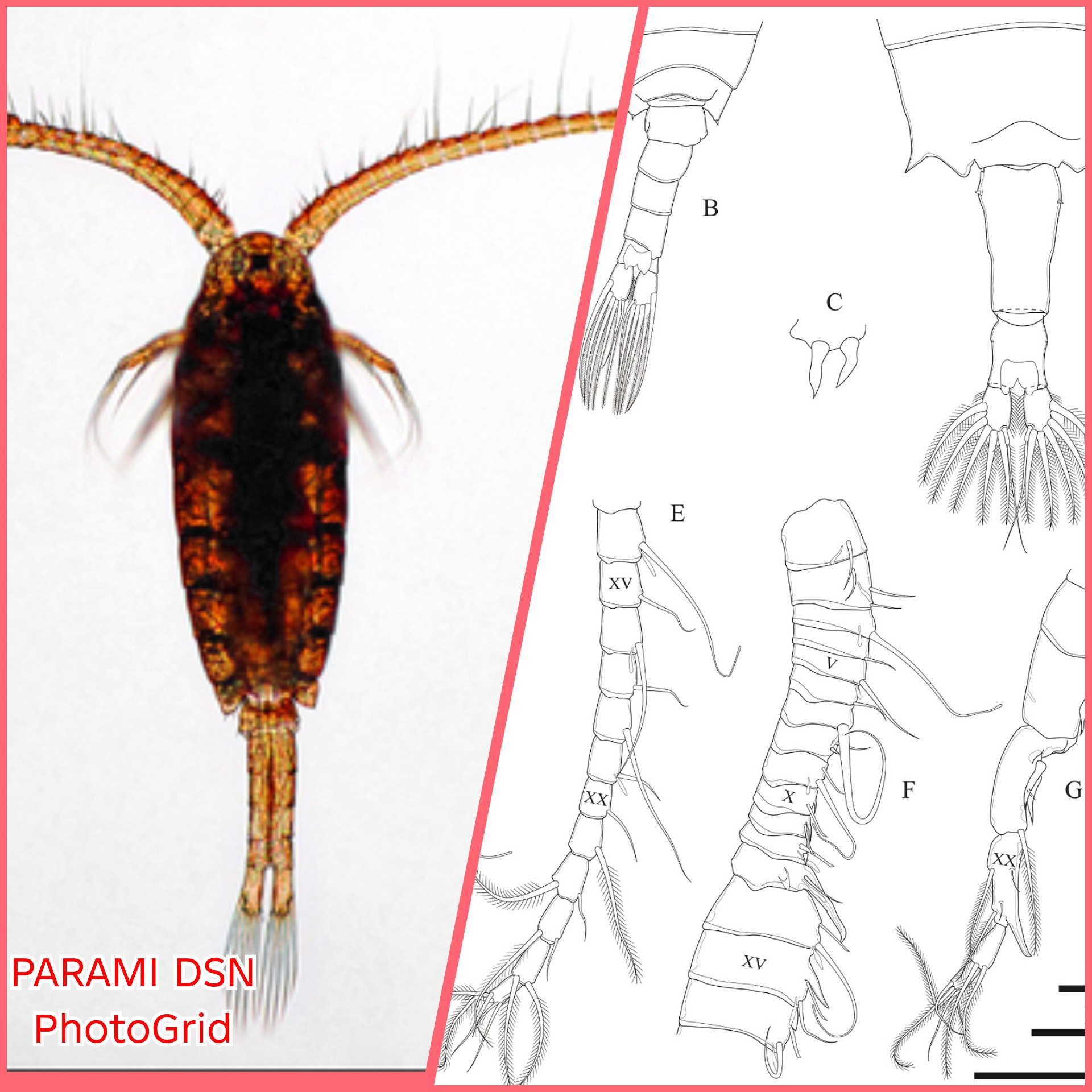 Penemuan Tropodiaptomus sirindhornae: Spesies Baru Kopepoda Air Tawar dari Thailand