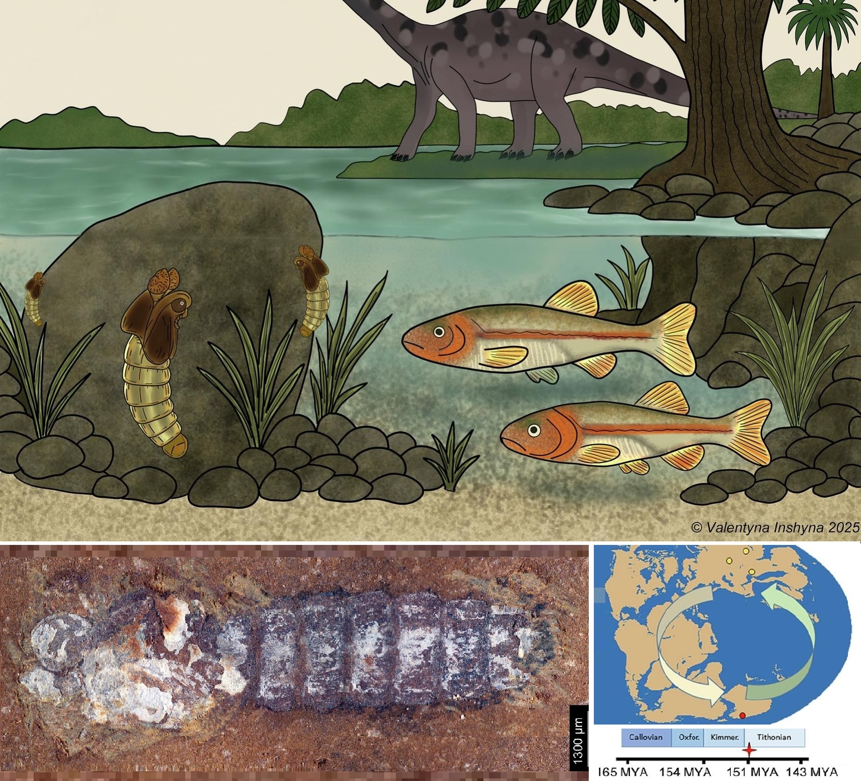 Fosil Lalat Purba Gondwana yang Mengubah Sejarah Biogeografi (Telmatomyia talbragarica)