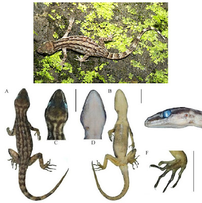 Species Cicak baru Cyrtodactylus khambui, Penghuni Tersembunyi dari Nepal Timur
