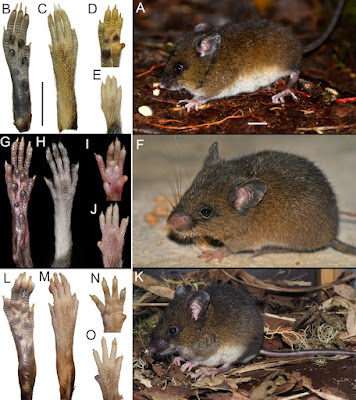 Species Tikus Gunung Baru Oreoryzomys jumandi dari Hutan Pegunungan Andes