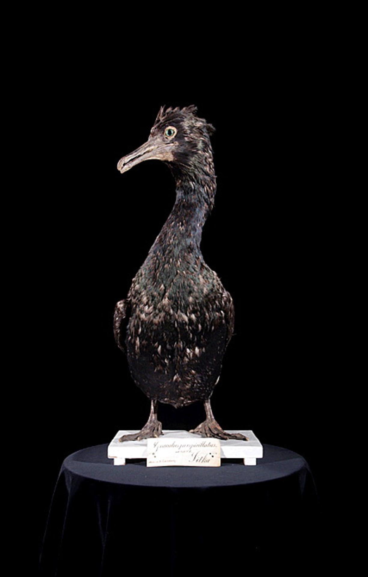 Kormoran Terbesar "Urile perspicillatus" yang Hilang dari Kepulauan Komander