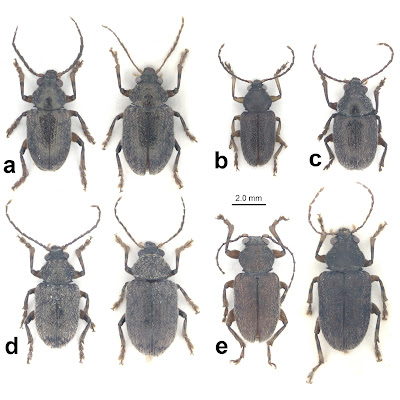 Si "Kumbang Berbulu"  Baru dari Kaledonia Baru: Ilmuwan Temukan Genus Baru Dematotrichus
