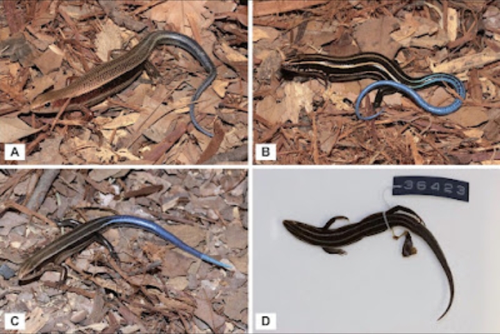 Revisi Taksonomi Ungkap Tiga Spesies Baru Kadal Berekor Biru (Plestiodon) dari Kepulauan Ryukyu, Jepang