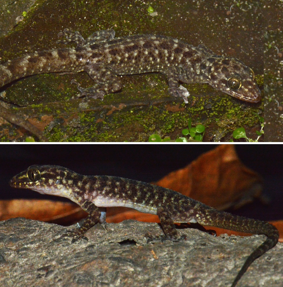 Penemuan Spesies Tokek Baru dari Pemukiman Padat Jawa Timur (Cyrtodactylus pecelmadiun)