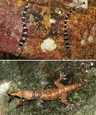 Spesies Baru Tokek Batu Kalinga (Hemidactylus kalinga), Penghuni Tebing Ghat Timur India