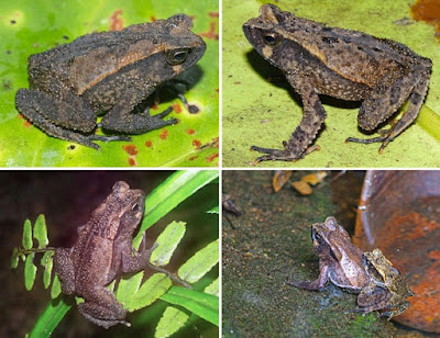Penghuni Baru Massif Wokomung: Ilmuwan Temukan Spesies Katak Langka Adhaerobufo wokomungensis
