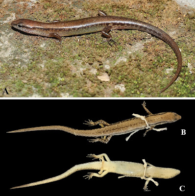 Temuan Spesies Baru: Kadal Halus Unik "Sphenomorphus tamchucensis" dari Hutan Tam Chuc, Vietnam