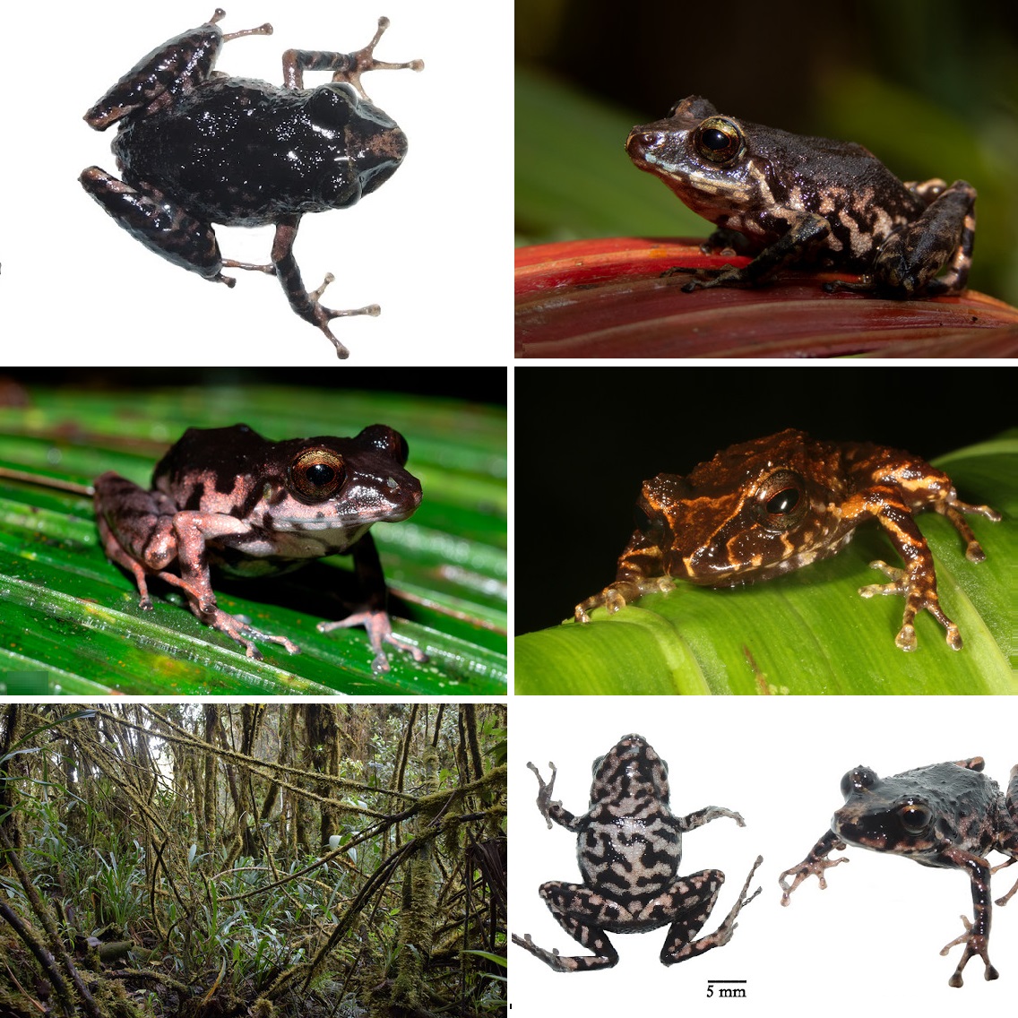 Pristimantis paganus: Katak Baru dari Hutan Awan Andes Ekuador dan Lahirnya Subgenus Cryptomantis