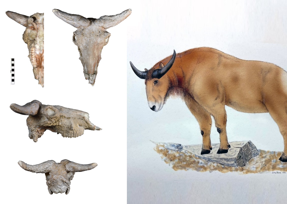 Penemuan Spesies Speleotherium logani Mamalia Besar  dari Zaman Pleistosen