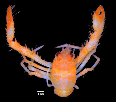 Spesies Lobster  Baru (Leiogalathea samudragiri)  Ditemukan di Gunung Bawah Laut India