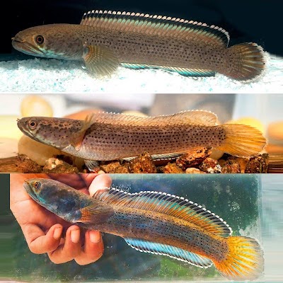 Spesies Baru Ikan Gabus "Bintik Hitam" Disebut Channa bhoi dari Pegunungan Meghalaya
