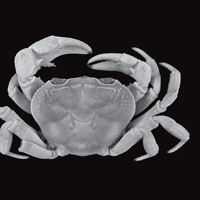 Genus Baru dan 4 Spesies Baru kepiting air tawar (Decapoda : Brachyura: Potamidae) dari India Timur Laut