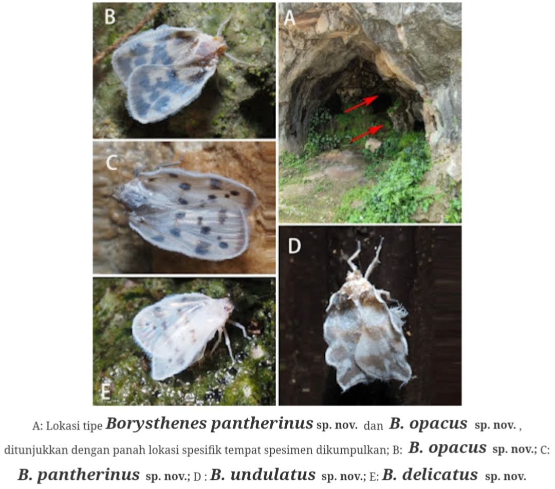 6 Spesies Baru Wereng Borysthenes Ditemukan: Menguak Rahasia Genitalia Betina dalam Dunia Entomologi