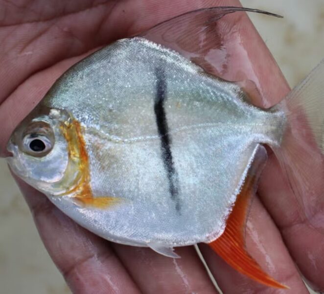 Piranha Vegetarian Sungai Xingu.