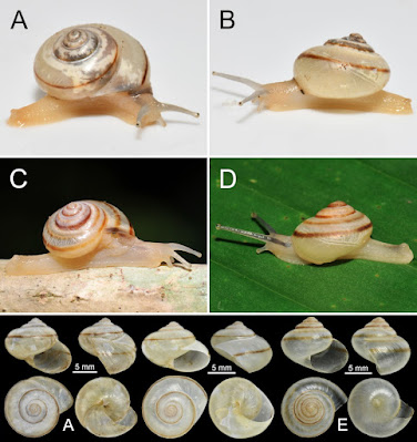 Genus & Species Baru Siput Darat Siamopotaxis principalis & thailandensis dari Thailand