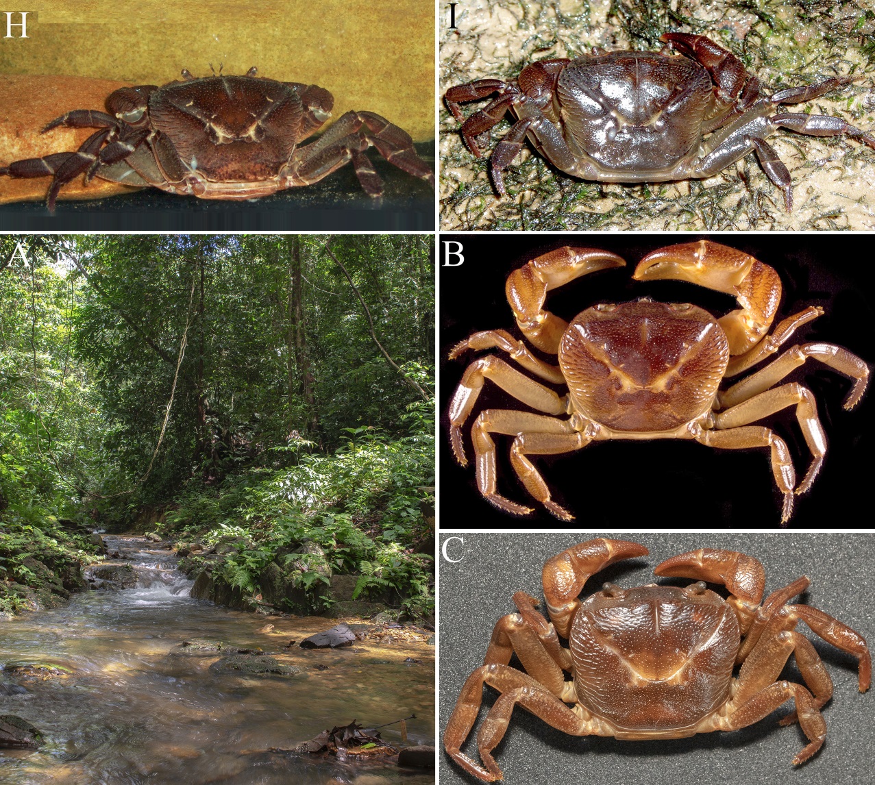 Borneosa 5 Genus Baru + 3 Re-klasifikasi Kepiting Air Tawar dari Jantung Kalimantan