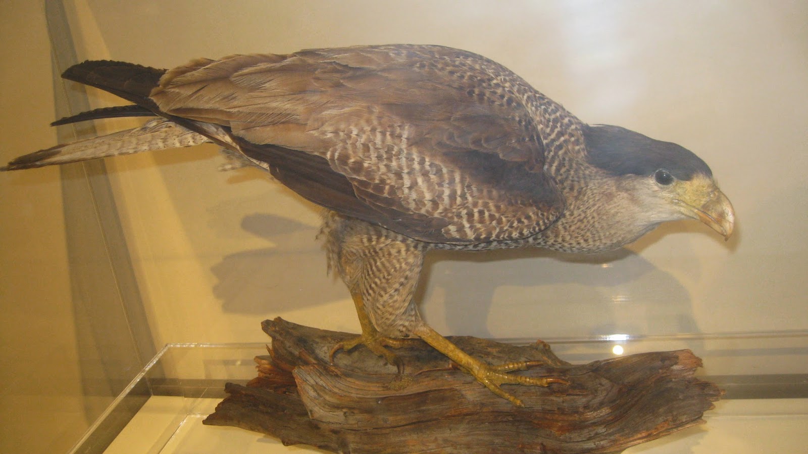 Caracara lutosa: Jejak Terakhir Sang Raptor dari Pulau Guadalupe yang Hilang akibat Perburuan Manusia