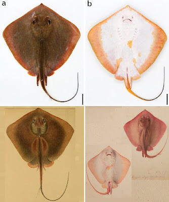 Species Pari Baru "Hemitrygon ariakensis"  Tersembunyi Selama Lebih dari 160 Tahun di Perairan Jepang