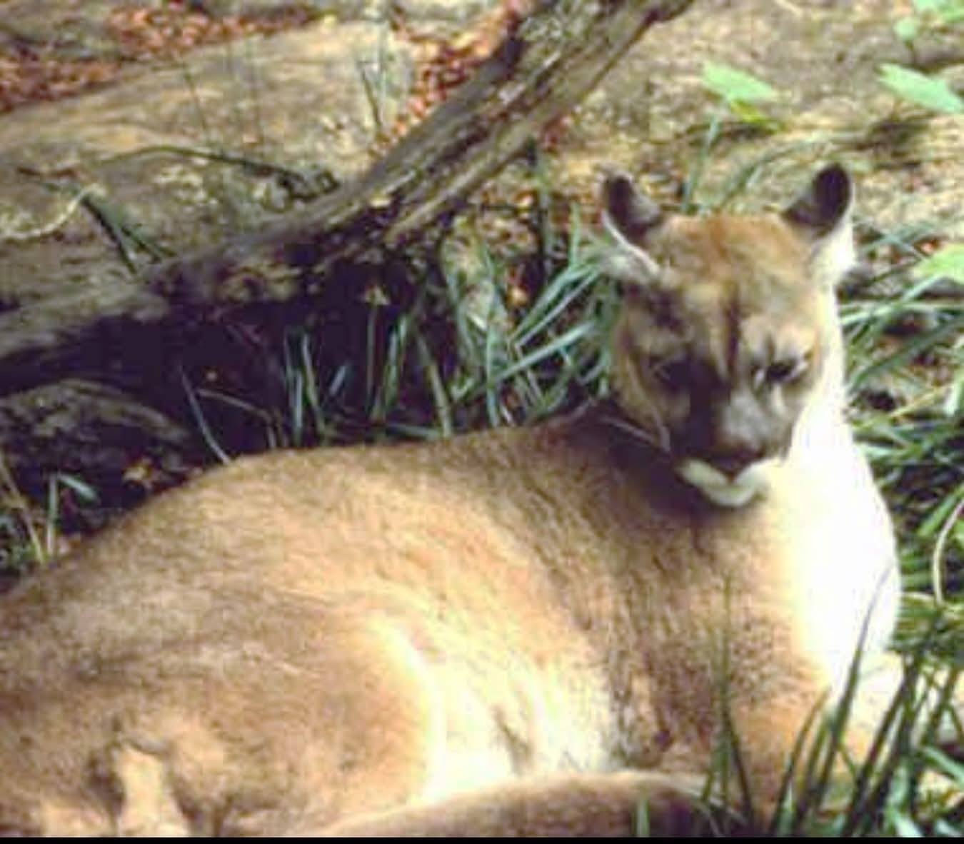 Punah Setelah Diburu Berabad-abad, Eastern Puma Resmi Dinyatakan Hilang pada 2018
