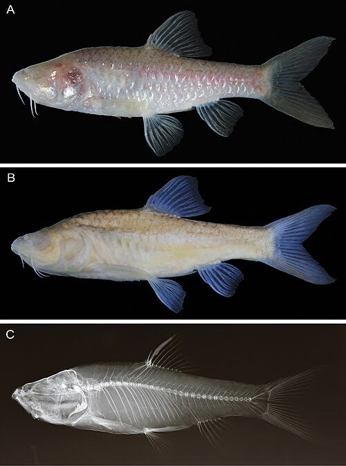Spesies baru Ikan Gua Buta Baru dari Karst Klapanunggal Jawa Barat (Barbodes klapanunggalensis)