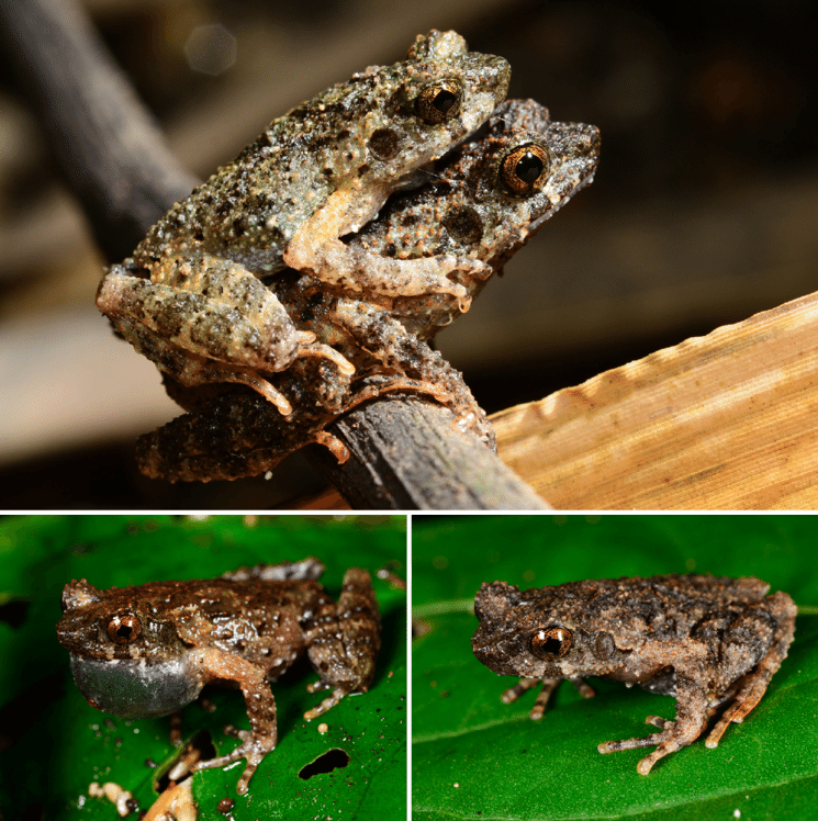 Peneliti Temukan Spesies Katak Bertanduk Baru Megophrys feii di Pegunungan Yunnan