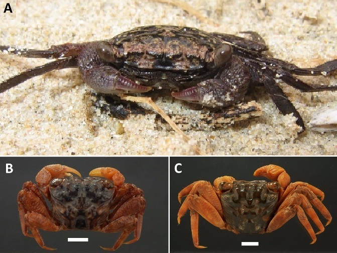 Parasesarma gazi: Spesies Baru Kepiting Bakau Afrika Timur dengan Jejak Evolusi yang Unik