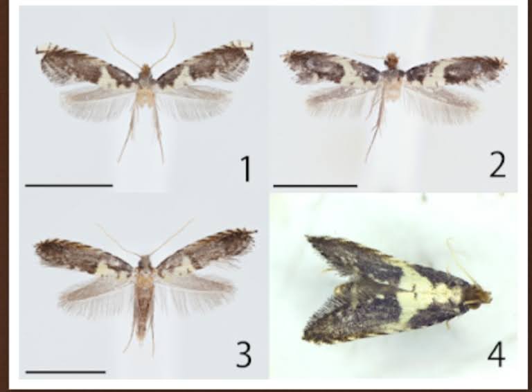 Terobosan Entomologi: Genus Ngengat Ectropoceros Ditemukan untuk Pertama Kalinya di Wilayah Palaearktik