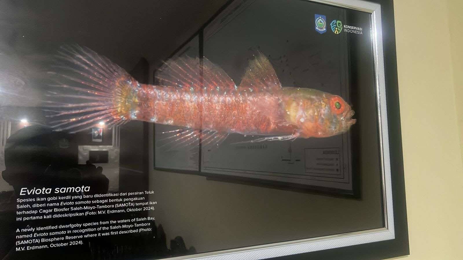 (Eviota samota) Ikan Goby Dwarf Baru dari Teluk Saleh Sumbawa Indonesia